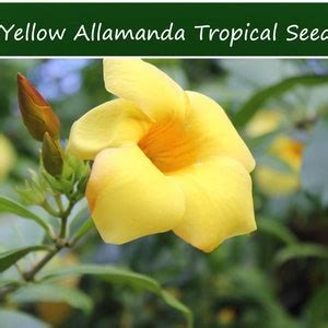 Tropical Seeds-bush Allamanda-10 Heirloom Seedsallamanda Nerifolia - Etsy