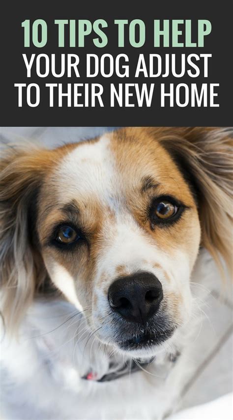 Did you just adopt a dog? Here are 9 simple tips to help your adopted dog adjust to a new home ...