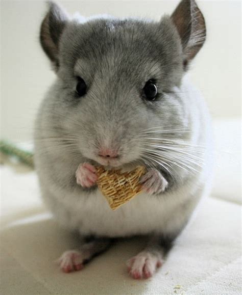 Chinchilla eating Wheaties - Teh Cute