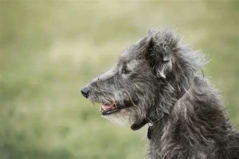 Scottish Deerhound | Dog Breed Info, Guide & Care