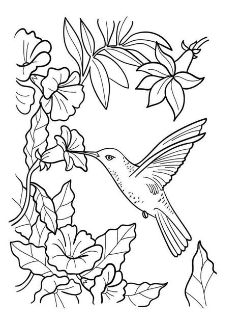 Hummingbird coloring pages