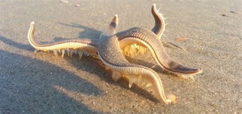 Man captures footage of a 'walking' starfish - Unexplained Mysteries