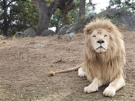 Rare White Lion Released to New Sanctuary Habitat