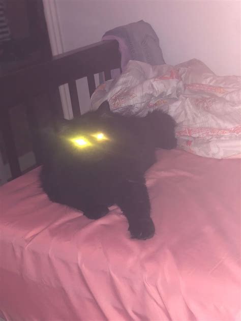 Possessed Cat - Meme Generator