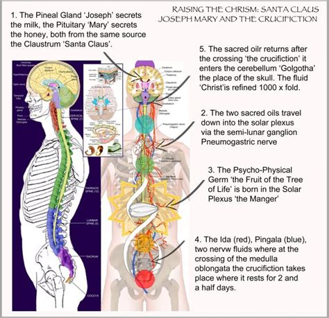 Raising The Chrism | Universal Truth School | Pineal gland, Gland, Sacred