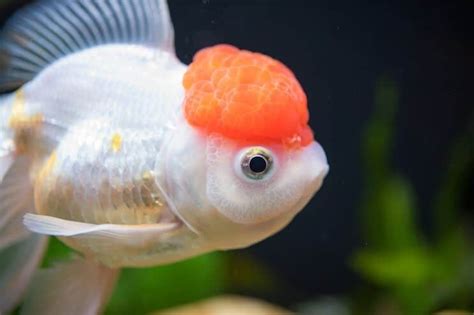 Oranda Goldfish Definitive Care Guide: Color Varieties, Size, Lifespan and More... | Fishkeeping ...