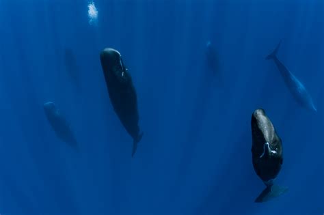 How Do Whales Sleep? - Newsweek