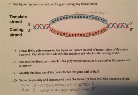 Solved A portion of a gene undergoing transcription. Draw | Chegg.com