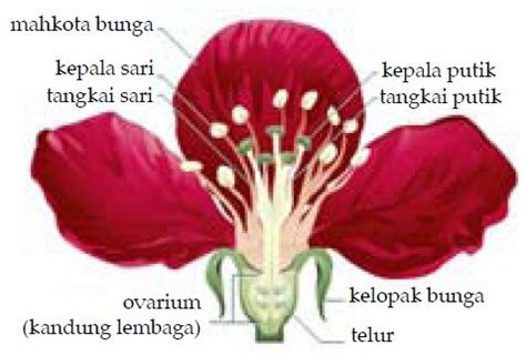 Ide 22+ Morfologi Bunga