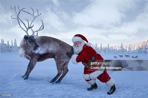 Santa Claus Pushing A Stubborn Reindeer High-Res Stock Photo - Getty Images