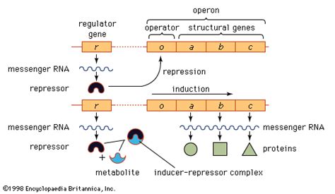 Regulator gene | biology | Britannica