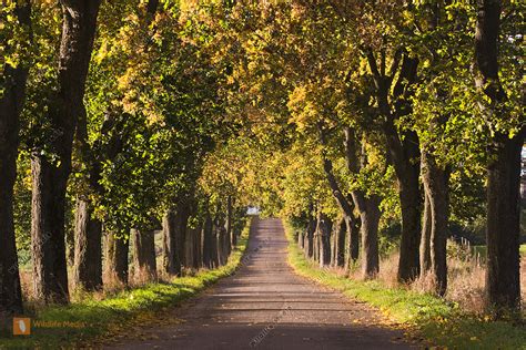 Baum Allee in den Masuren Bild bestellen - Naturbilder bei Wildlife Media