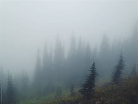 "Evergreen Forest In Heavy Fog" by Stocksy Contributor "Rialto Images" - Stocksy