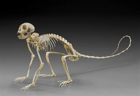 spider skeleton - Google Search | Animal skeletons, Skeleton anatomy, Animal bones