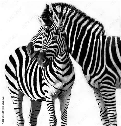 Portrait of a zebra with her foal, South Africa Stock Photo | Adobe Stock