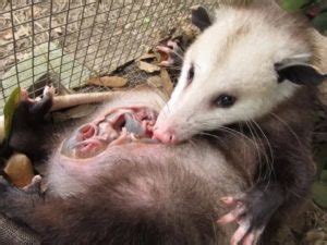 Help An Adult Opossum - CWRA