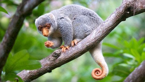 38 Cuscus ideas | cuscus, rare animals, animals