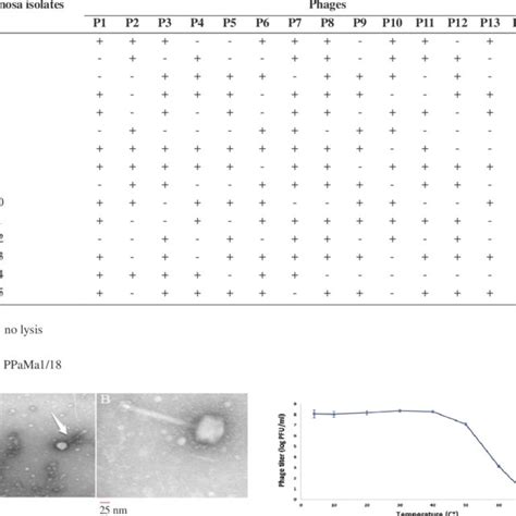 Aerococcus viridans identification. (a) Gram's stain the A. viridans ...