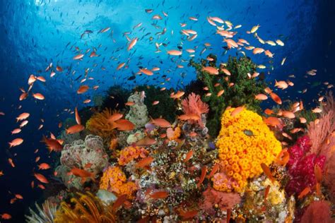 The Importance of Coral Reefs - Watt Watchers of Texas