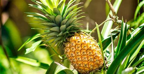 How To Grow And Care Pineapple Plant (Step-by-Step Guide) | GearTrench