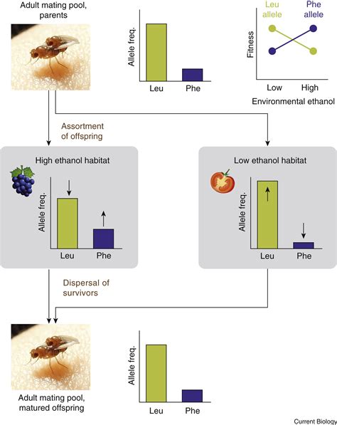 Balancing Selection: Walking a Tightrope: Current Biology