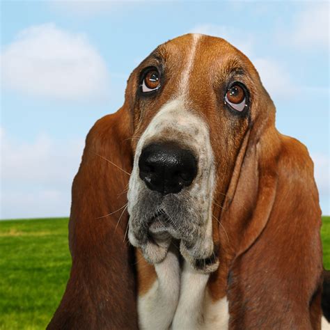 Basset Hound Dog Portrait Free Stock Photo - Public Domain Pictures