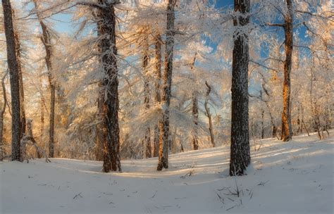 Russian Winter Forest