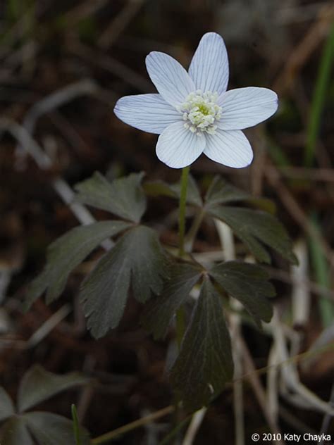 Anemone quinquefolia (Wood Anemone): Minnesota Wildflowers