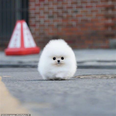 Tiny Pomeranian dog becomes an online sensation | Pomeranian puppy, Pomeranian dog, Pomeranian ...