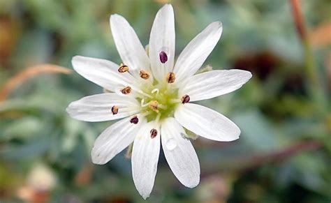 ARCTIC Tundra plants