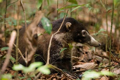 Corcovado wildlife Stock Photos, Royalty Free Corcovado wildlife Images | Depositphotos