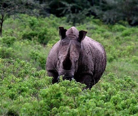 Explore Lake Nakuru Safari - Earthwings Tours