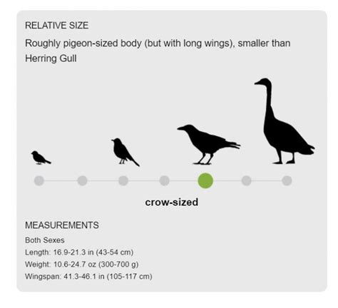 55 Amazing Birds Ranked By Size Daily Infographic | vlr.eng.br