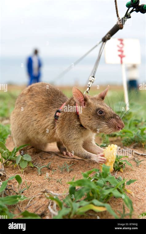 Banana rat hi-res stock photography and images - Alamy