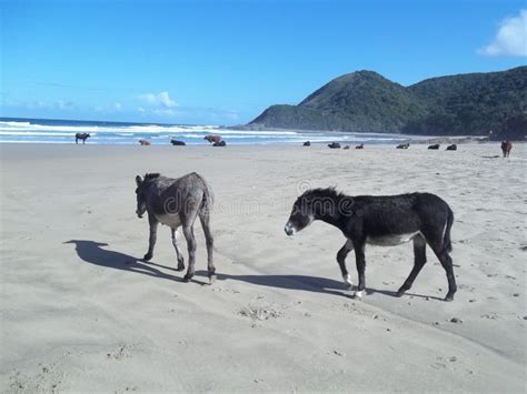 Animals and Beaches of South Africa Stock Image - Image of donkey ...