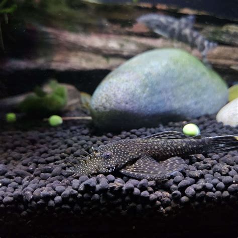 My bristlenose plecos :) : r/fishkeeping