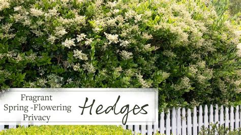 Fragrant Spring-Flowering Privacy Hedges