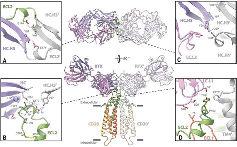 Structure of CD20 in complex with the therapeutic monoclonal antibody ...