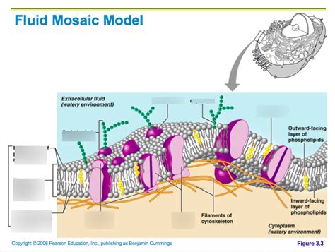 Fluid Mosaic Model