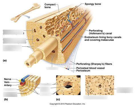 Bone Histology Labeling Diagram | Quizlet