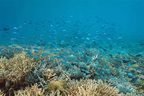 Underwater Coral Reef School of Fish South Pacific Stock Photo - Image of seabed, caledonia ...