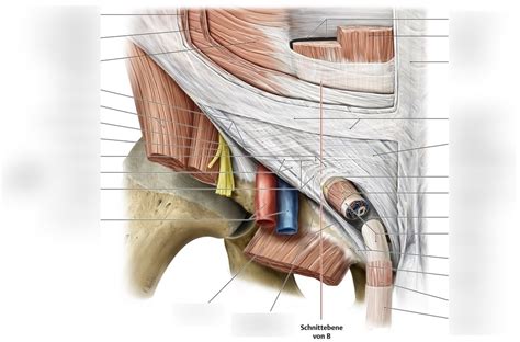 Canalis inguinalis Diagram | Quizlet