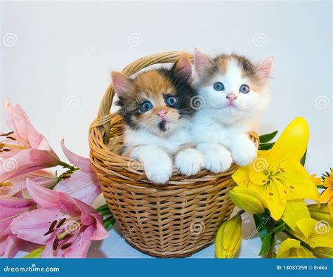 Little kittens in a basket stock image. Image of veterinary - 13037259