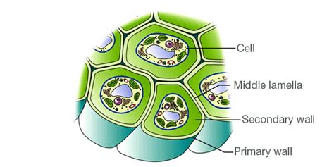 Cell Wall - Definition, Cell Wall Function, Cell Wall Layers