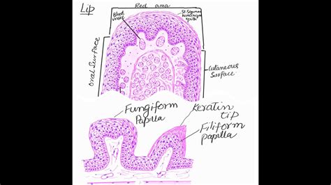 Histological Structure Of Lips | Lipstutorial.org