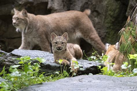 Three new Canada lynx cubs born during quarantine make public debut at ...