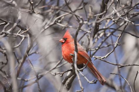 Northern Cardinal Male Singing in a Tree Stock Photo - Image of flying, grackel: 179909492