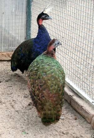 Congo Peafowl male and female. Photo: Nico van Wijk. | Download ...