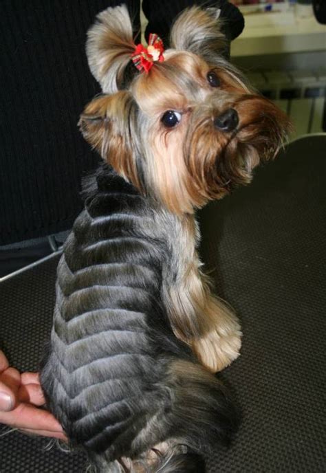 The top 25 Ideas About Female Yorkie Haircuts - Home, Family, Style and Art Ideas