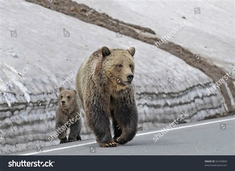 Mother Grizzly Her Cub Crossing Road Stock Photo 56163868 | Shutterstock